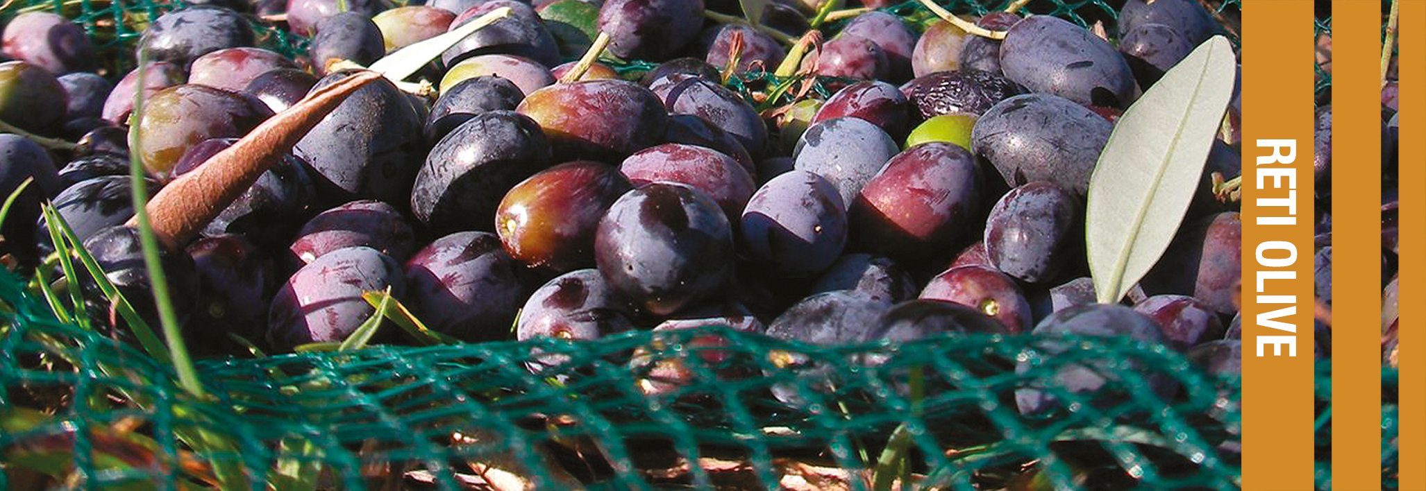 Reti olive