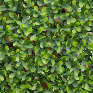 BUXUS Sempreverde